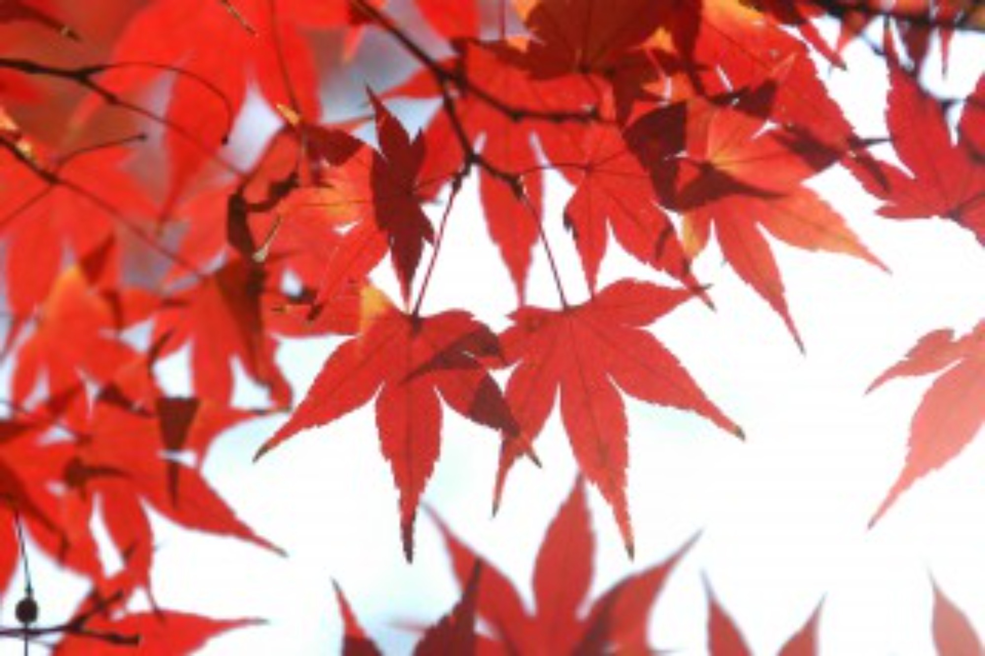 [東区](12/14･金)地域包括ケア講演会にてブース出展します