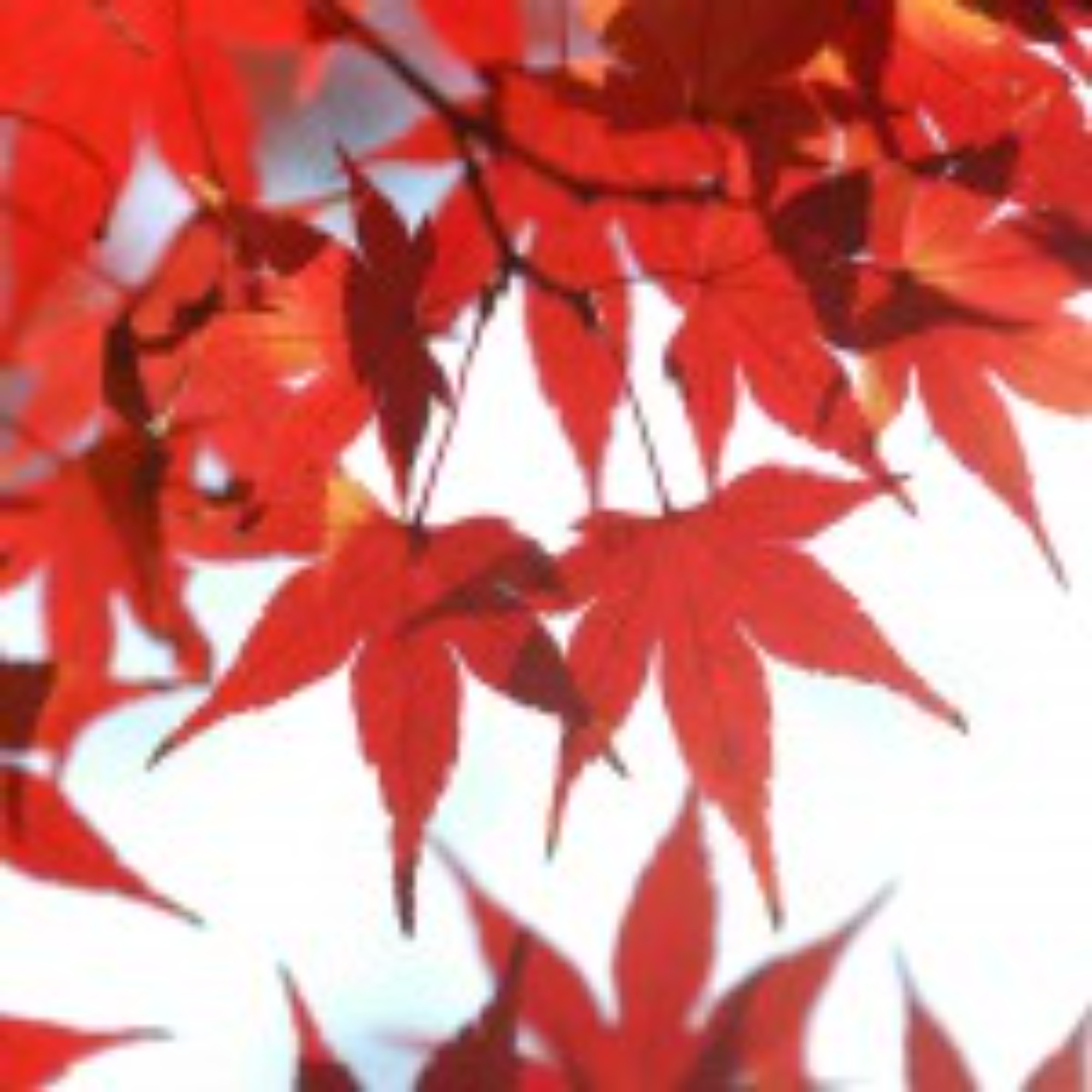 [東区](11月)9小学校区の民生委員会に参加しました